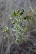 Image of Albuca prasina (Ker Gawl.) J. C. Manning & Goldblatt