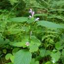 Image de Galeopsis acuminata Rchb.