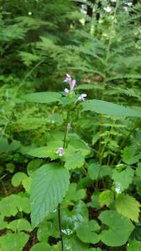 Image de Galeopsis acuminata Rchb.