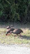 Image of Red-necked Francolin