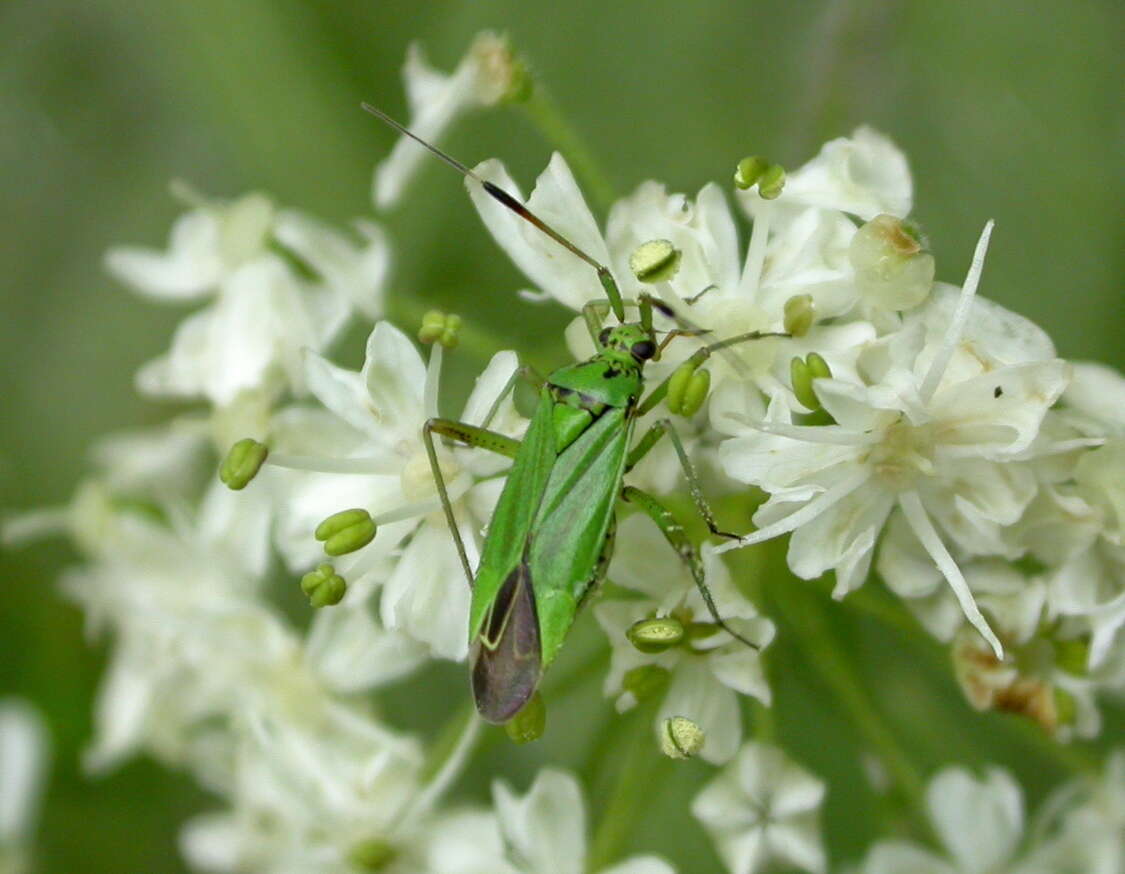 Image de Mermitelocerus annulipes Reuter 1908