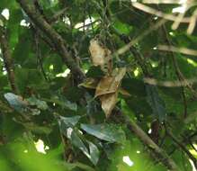 Image of Rufous-rumped Foliage-gleaner