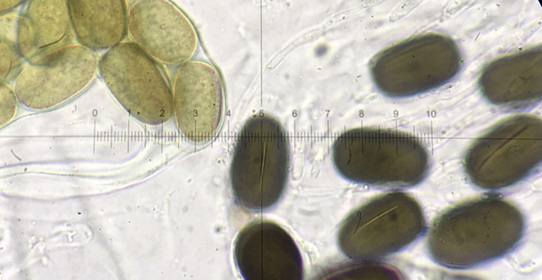 Image of Preussia longisporopsis (S. I. Ahmed & Cain) Kruys 2009