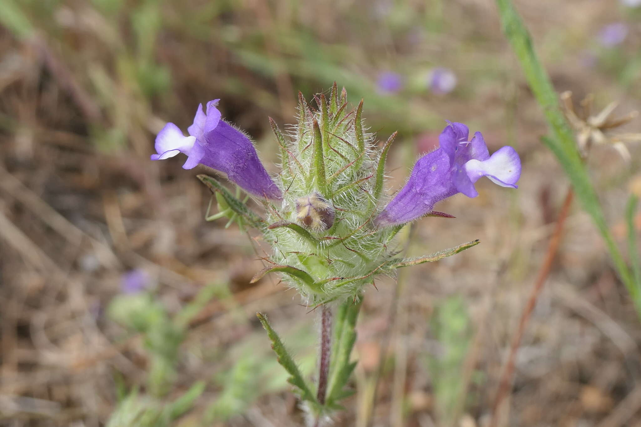 Image of Cleonia lusitanica (L.) L.