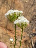 Image of Pseudoselago recurvifolia O. M. Hilliard