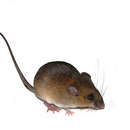 Image of Talamancan Rice Rat