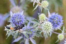 Imagem de Eryngium planum L.