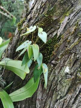 Imagem de Pleurothallis correllii Luer