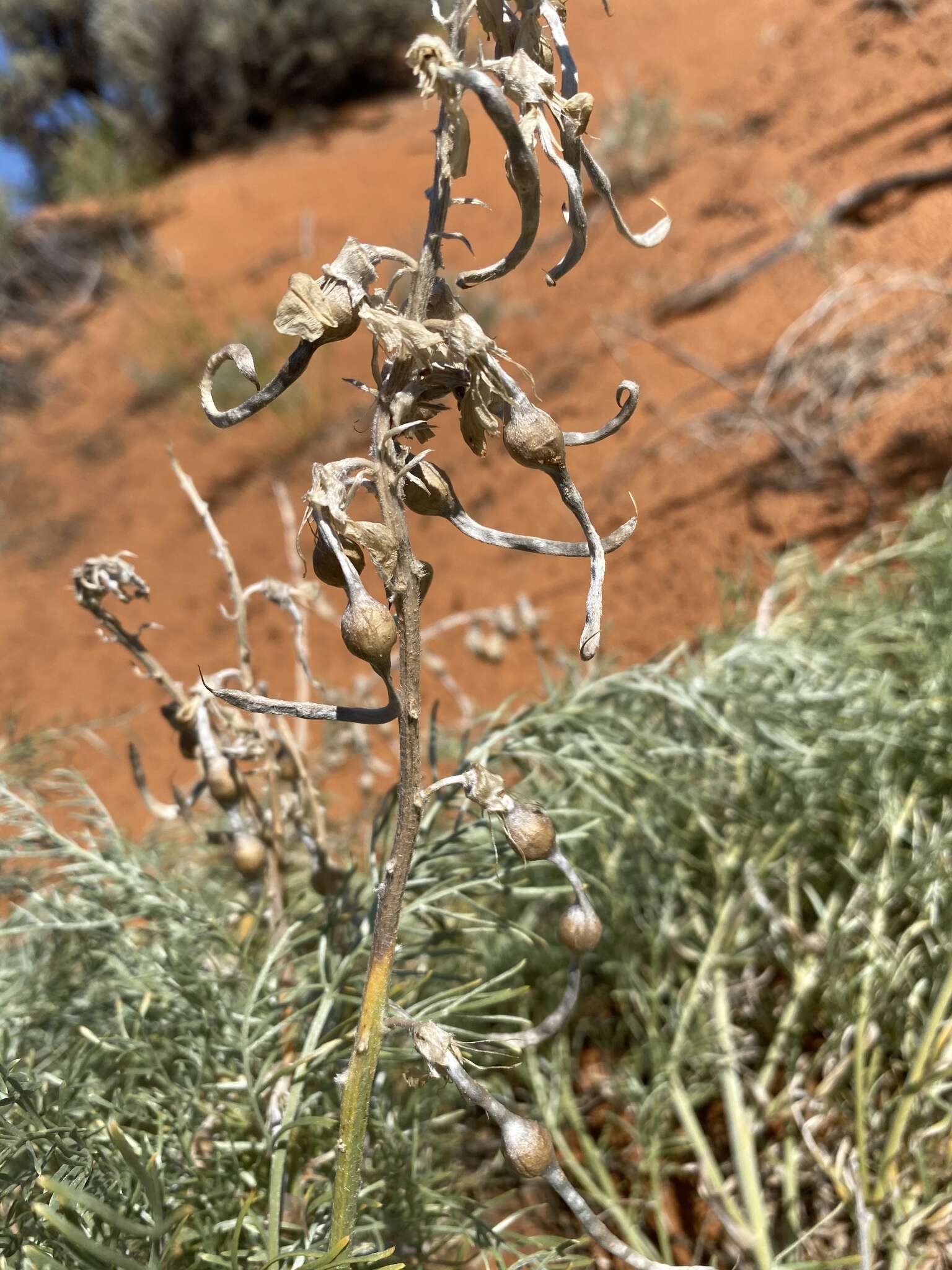 Слика од Sophora stenophylla A. Gray