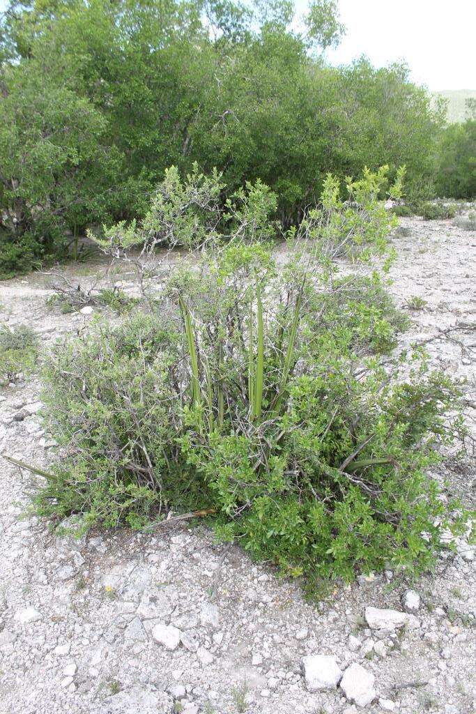 Image de Hesperaloe funifera (K. Koch) Trel.