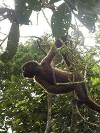 Image of Poeppig's Woolly Monkey