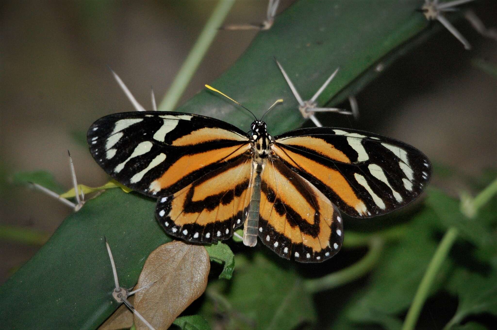 Image of Tiger Mimic-Queen