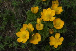 Image of Pulsatilla aurea (N. Busch) Juzepczuk