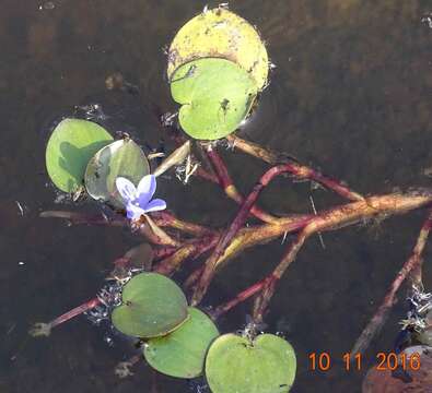 Eichhornia diversifolia (Vahl) Urb.的圖片