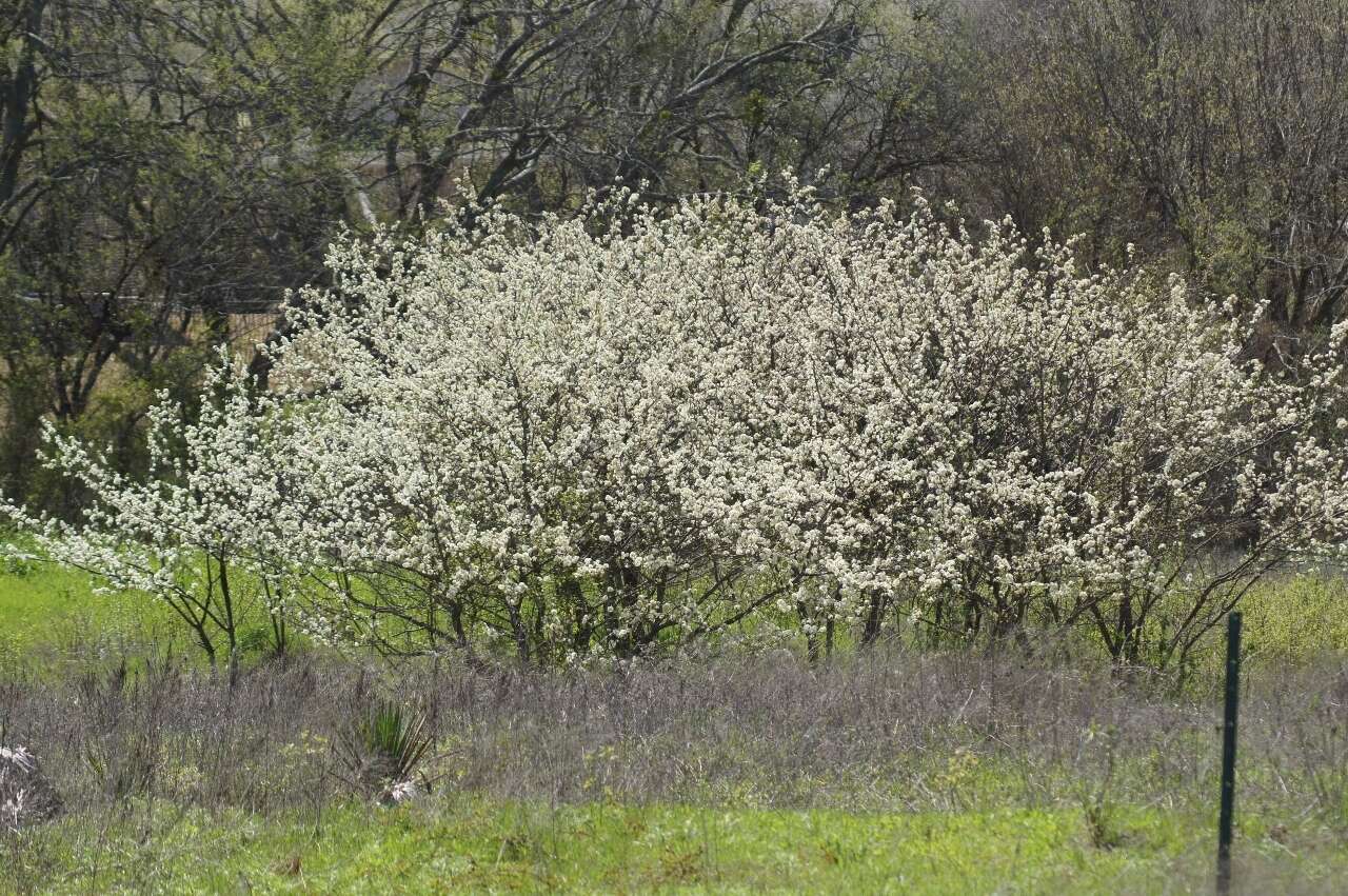 Image of creek plum