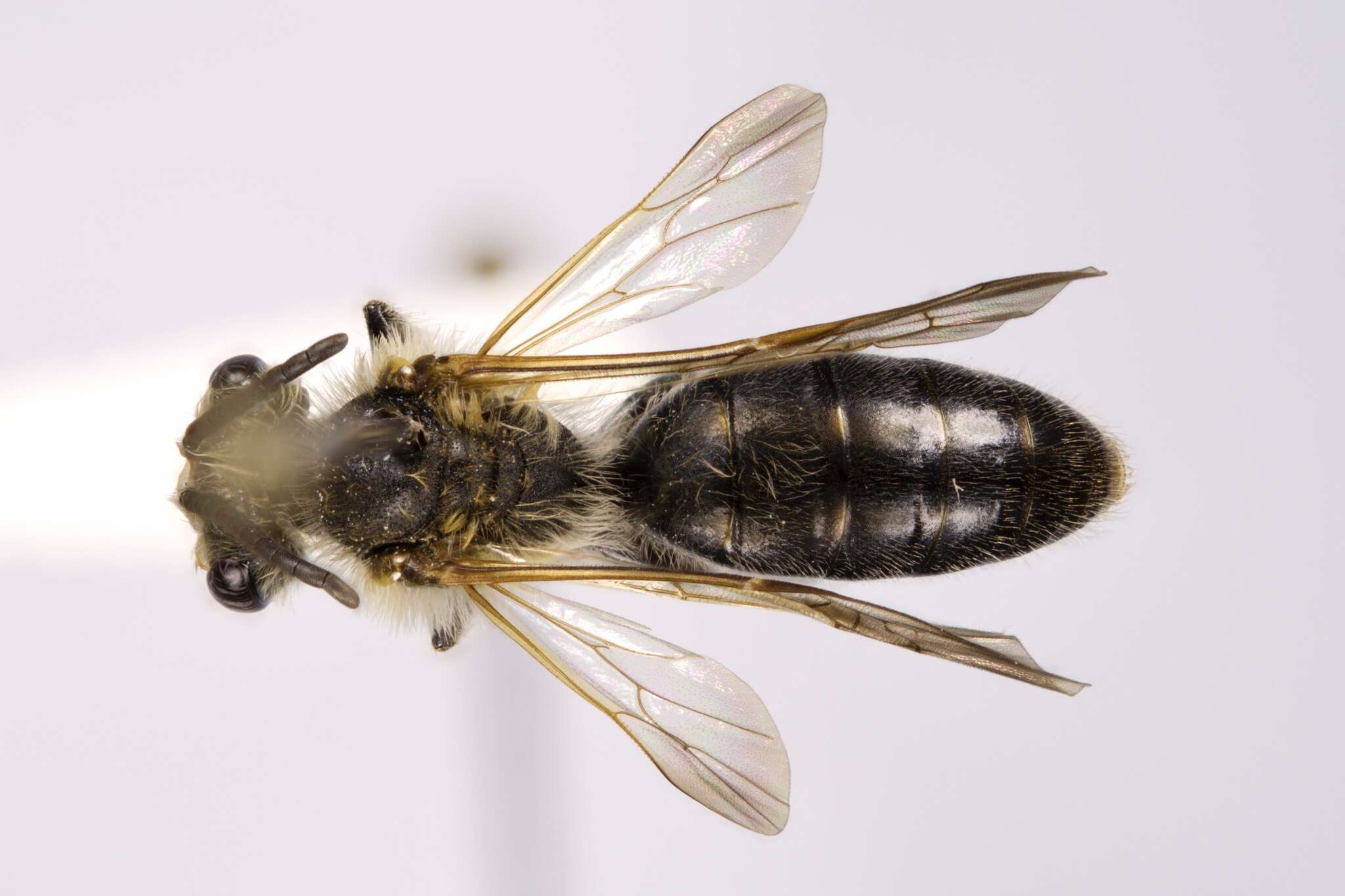 Image of Andrena confederata Viereck 1917