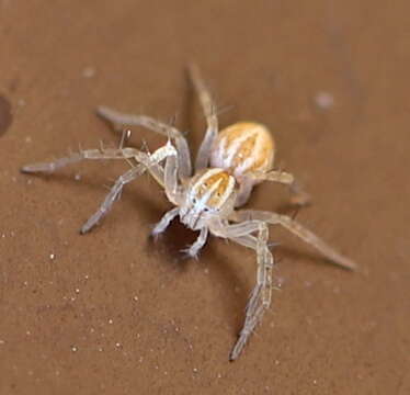 Image of Oxyopes lineatus Latreille 1806