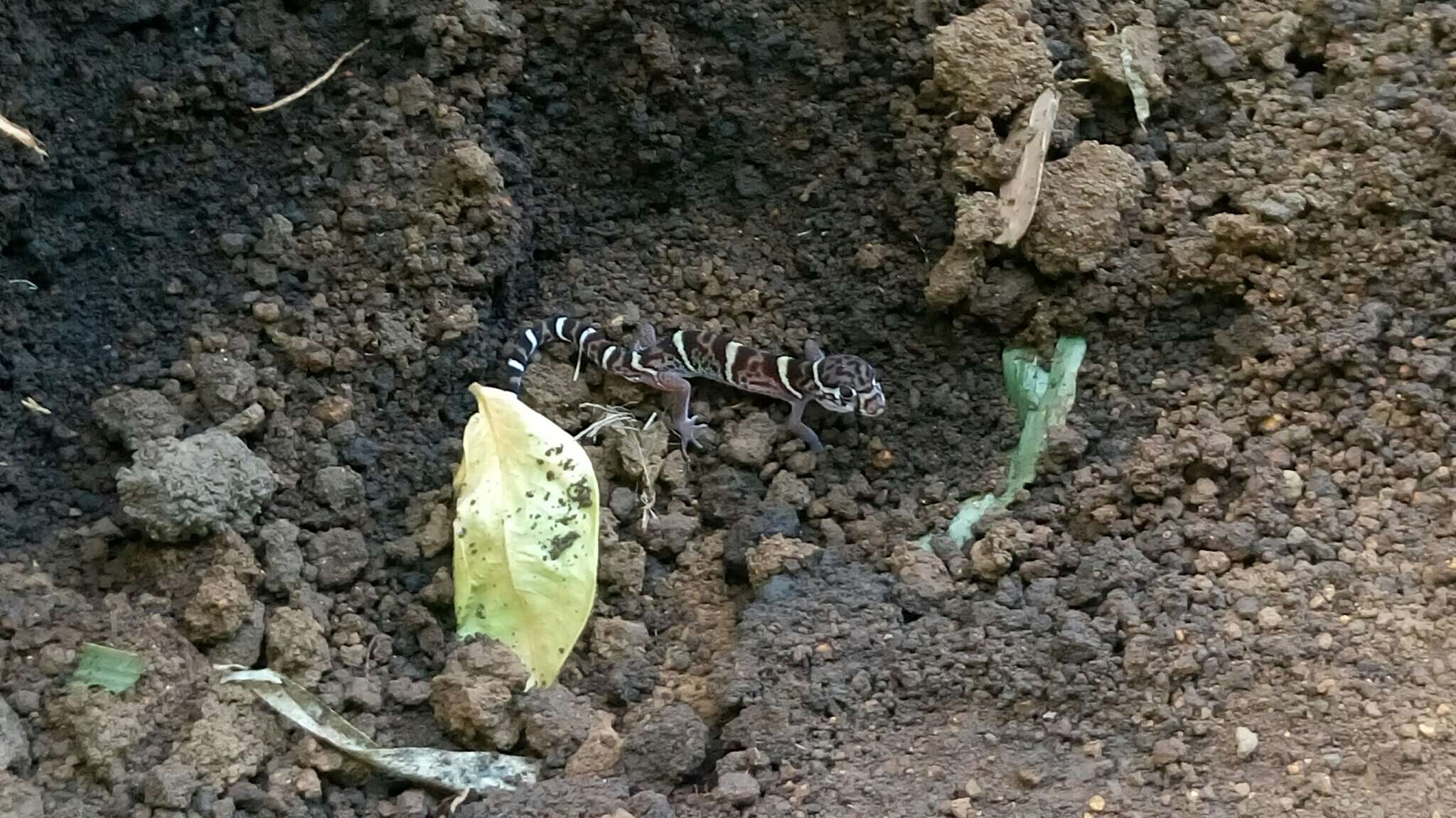 Image of Central American Banded Gecko