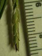 Imagem de Torreyochloa pallida var. pallida