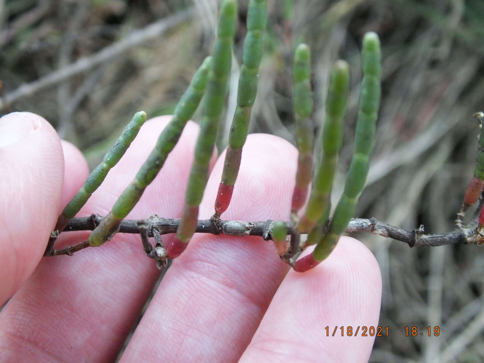 Image of Chickenclaws