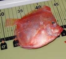 Image of Boarfish