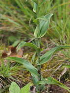 Image of Tropical False Rein Orchid