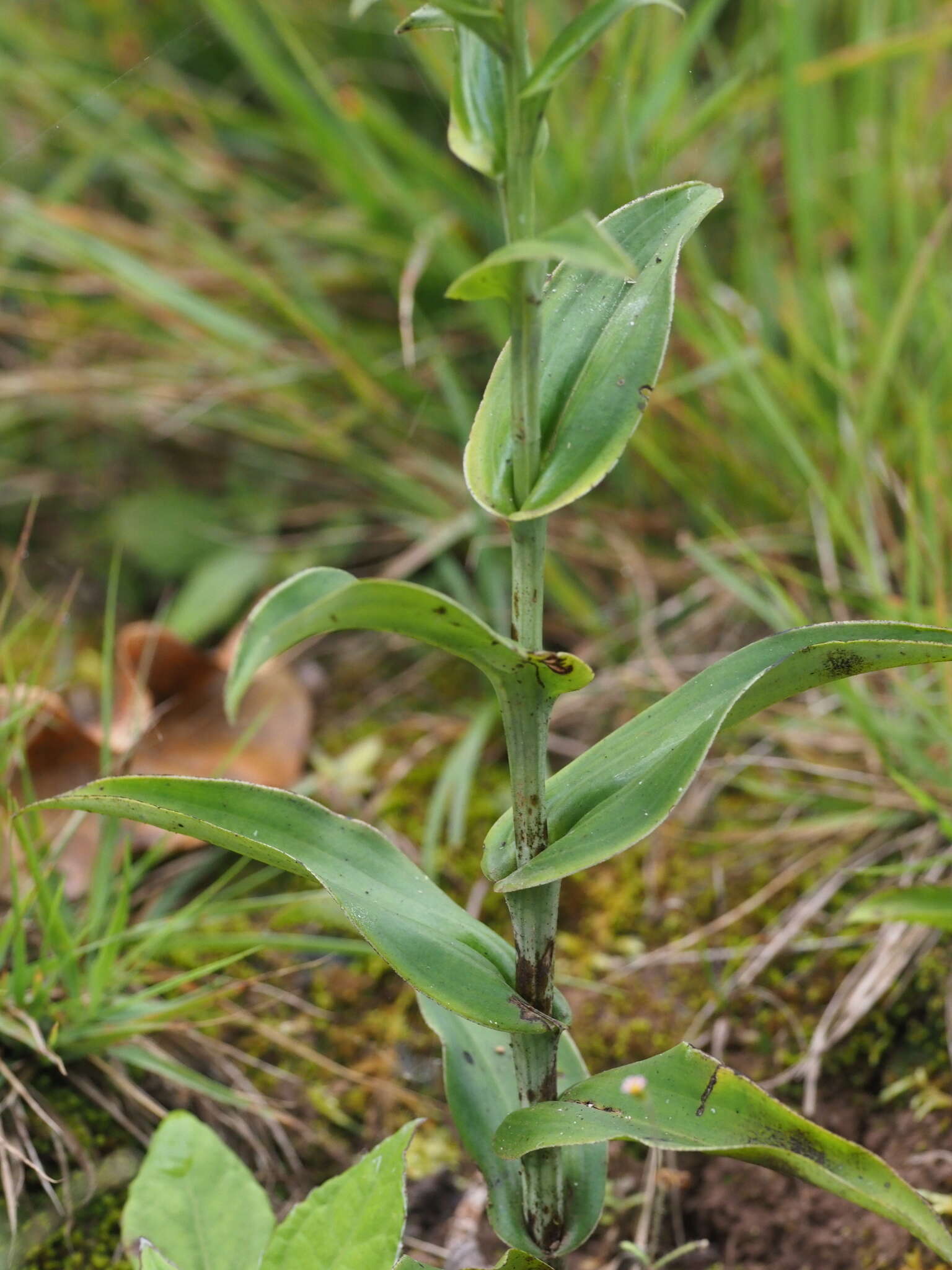 Слика од Habenaria monorrhiza (Sw.) Rchb. fil.