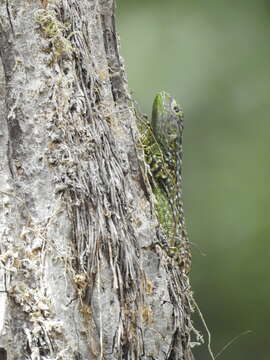 Image of Keeled Whorltail Iguana