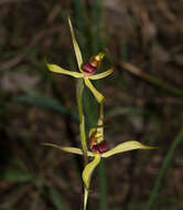 Image of Caladenia leptochila Fitzg.