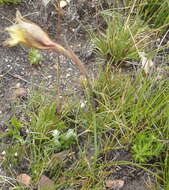 Plancia ëd Gladiolus maculatus Sweet