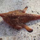 Image of Longnose Batfish