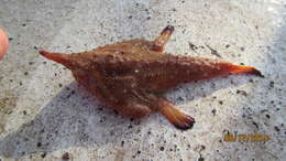 Image of Longnose Batfish
