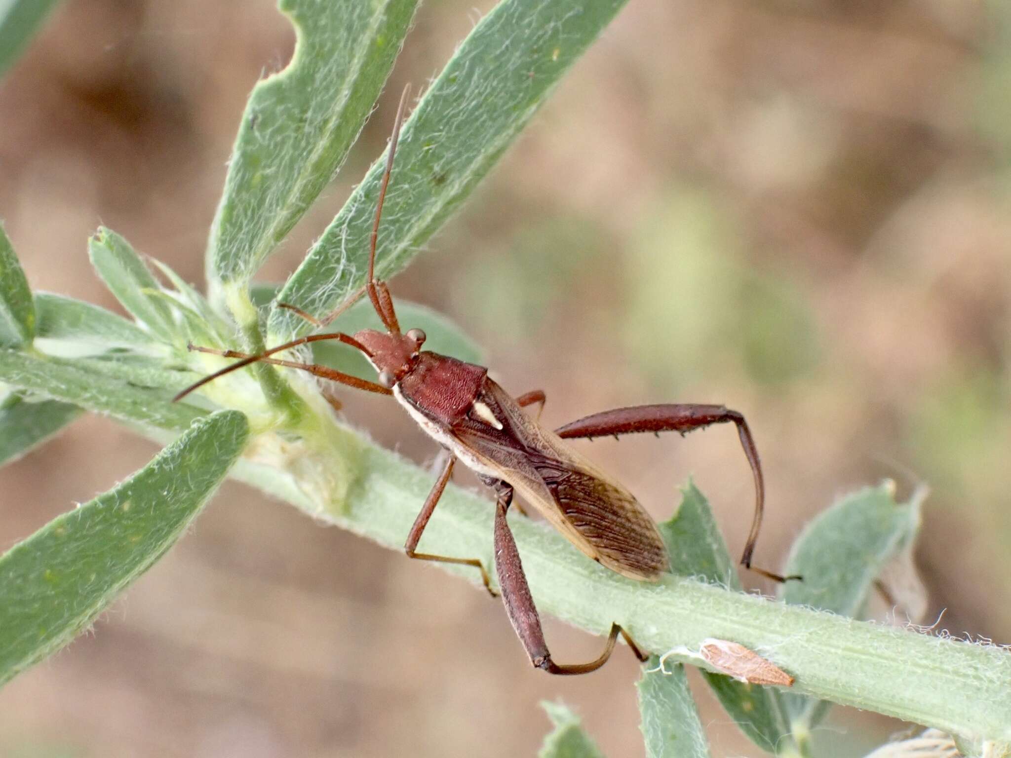 Image of Melanacanthus scutellaris (Dallas 1852)