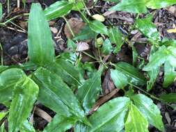 Image of Commelina ensifolia R. Br.