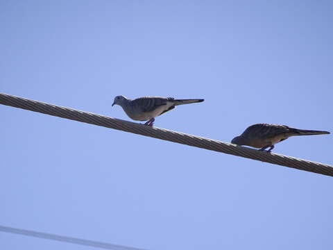 Image of Zebra Dove