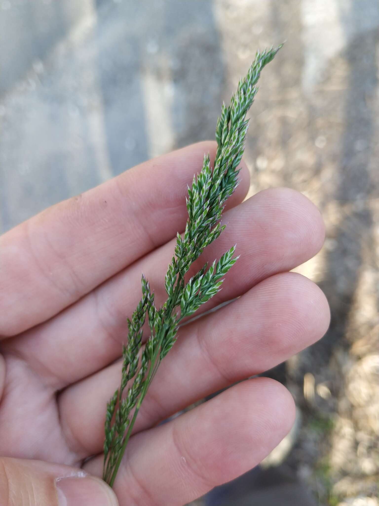 Image of narrow-leaved meadow-grass