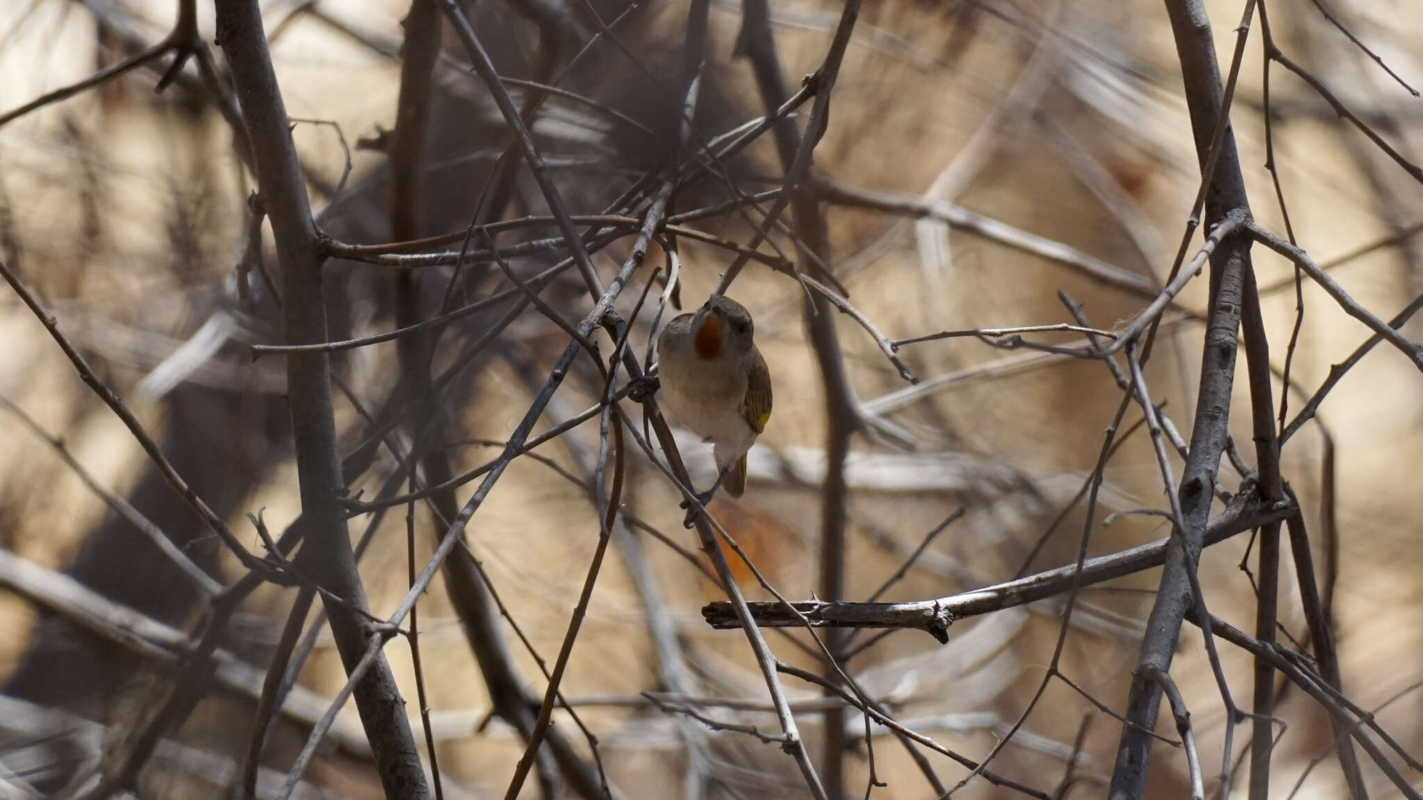 Imagem de Conopophila rufogularis (Gould 1843)