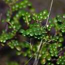 Image of Phyllanthus myrtilloides subsp. shaferi (Urb.) G. L. Webster