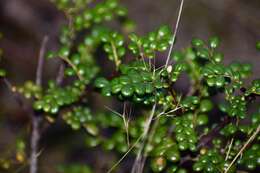 Phyllanthus myrtilloides subsp. shaferi (Urb.) G. L. Webster的圖片