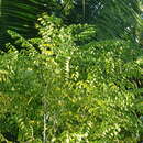 Image of Jamaican gooseberry tree