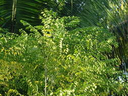 Phyllanthus acuminatus Vahl的圖片