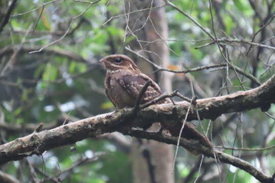 Image of Large-tailed Nightjar