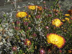 Imagem de Drosanthemum bicolor L. Bol.