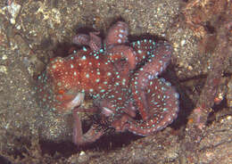 Image of Starry night octopus