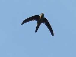 Image of Palm swift