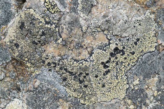 Image of Armenia tephromela lichen