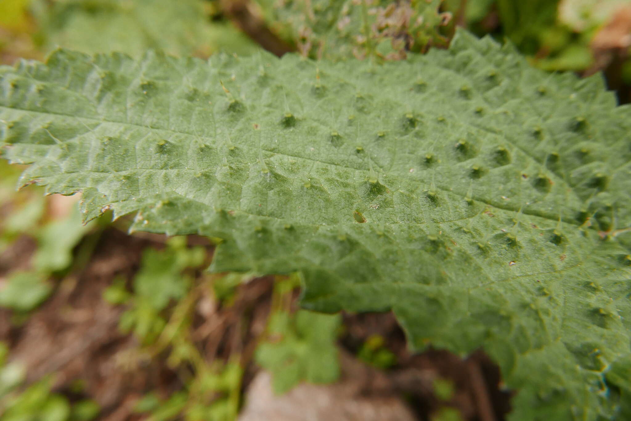 Imagem de Urtica ardens Link