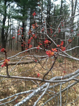 Image of Acer rubrum var. rubrum