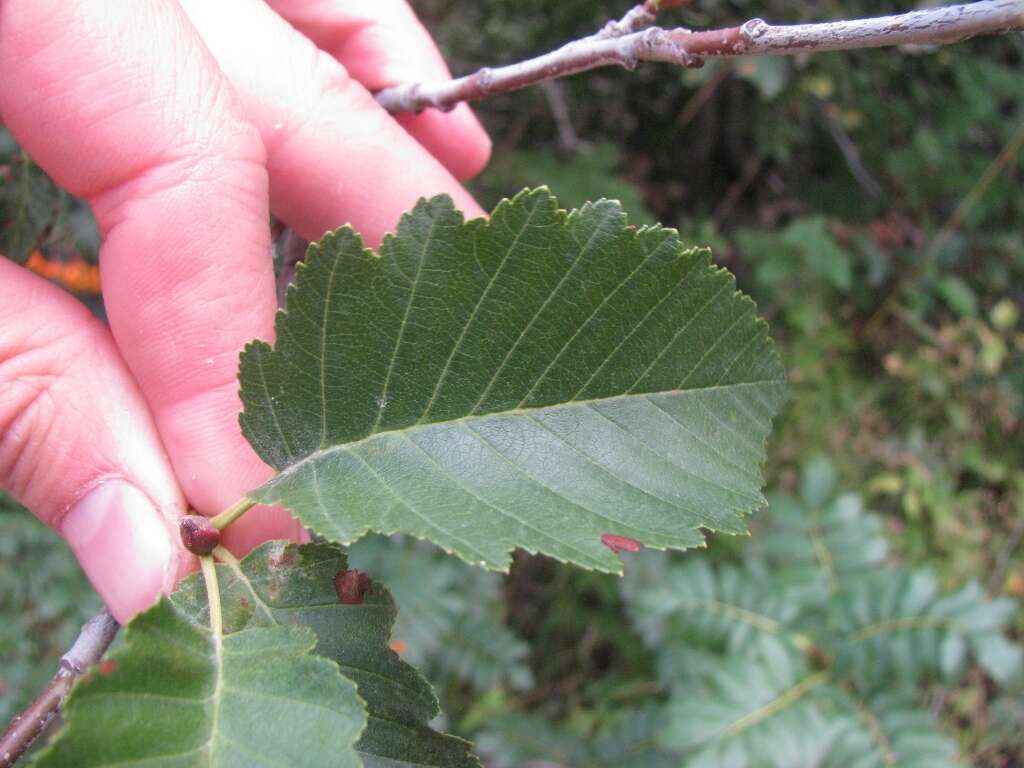 Image of thinleaf alder