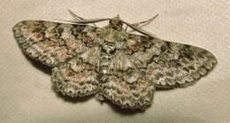 Cleora illustraria Walker 1863的图像